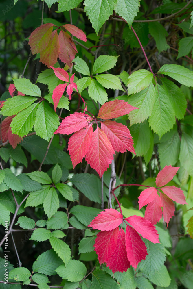 Wild grape leaves Wild grape leaves