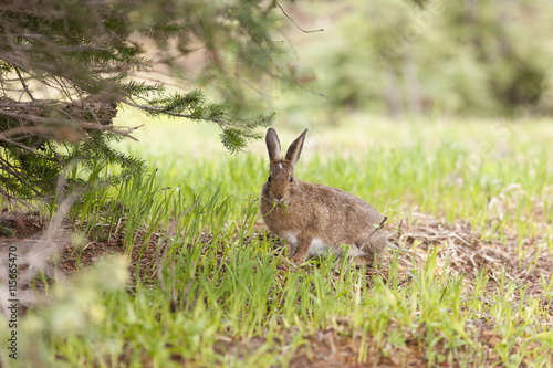 Fototapeta Naklejka Na Ścianę i Meble -  A snowshoe hare, Lepus americanus, feeding on grass in early summer on Hurricane Ridge, Washington.
