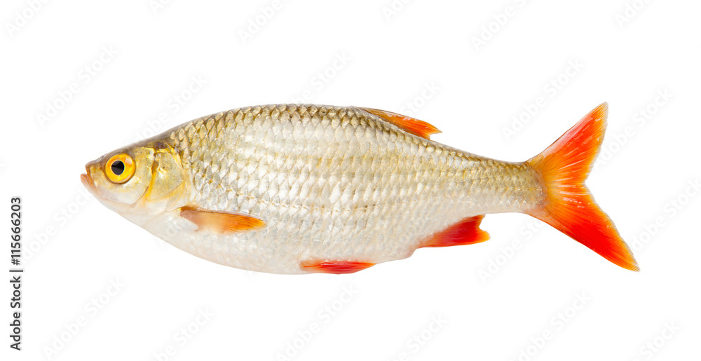 Fish rudd isolated on white background Fish rudd isolated on white background