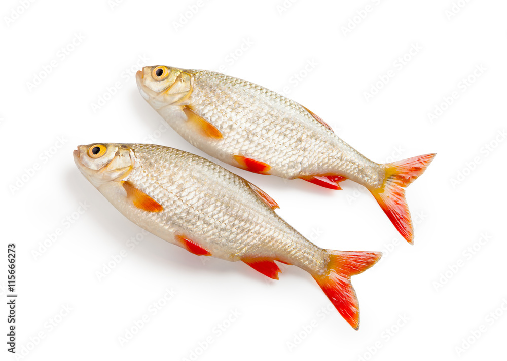 Two fishes rudd isolated on white background Two fishes rudd isolated on white background