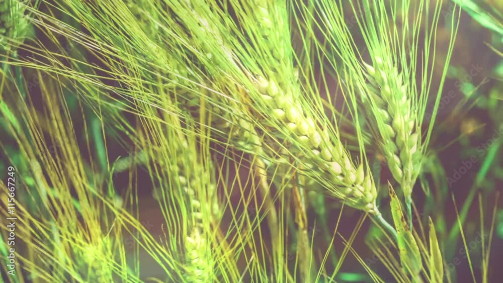 Wheat on sunny day, moved under slight wind. Nice sun flares. Close up, 4K 3840 x 2160 UHD Wheat on sunny day, moved under slight wind. Nice sun flares. Close up, 4K 3840 x 2160 UHD