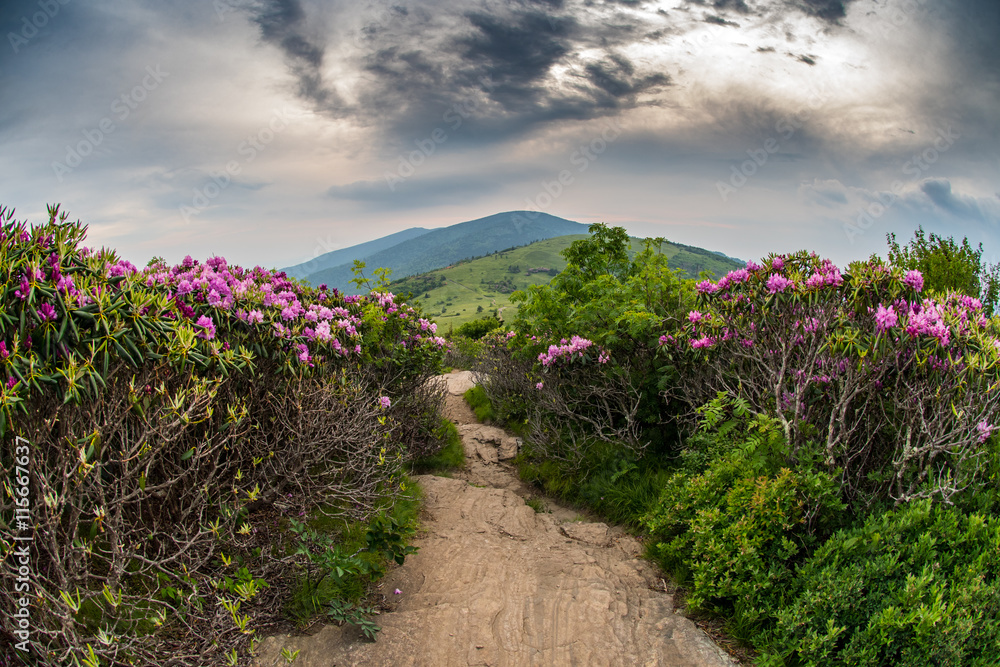 Appalachian Trail Descends Jane Bald Through Rhododendron
