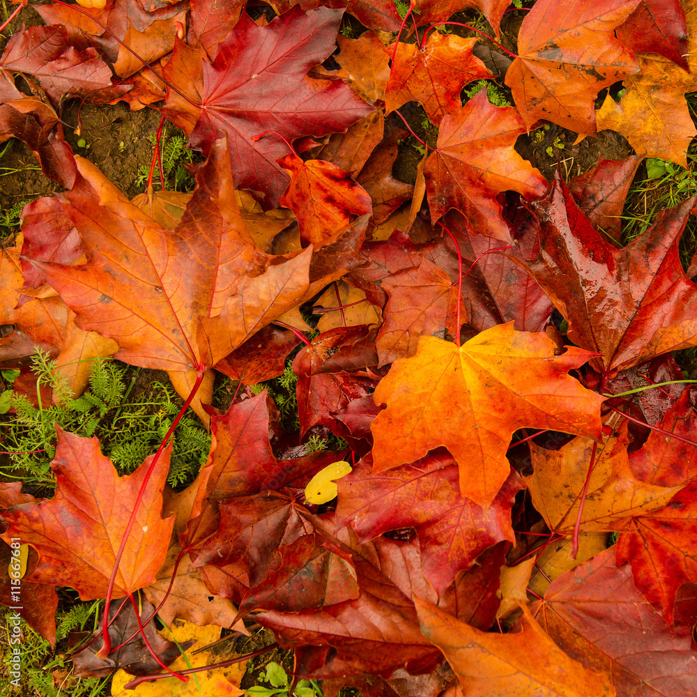 Autumn natural flat background with colorful red maple leaves on a green grass
