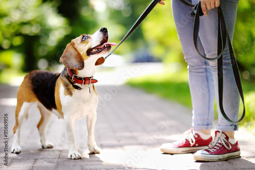 Fototapeta Młoda kobieta z Beagle psem w parku