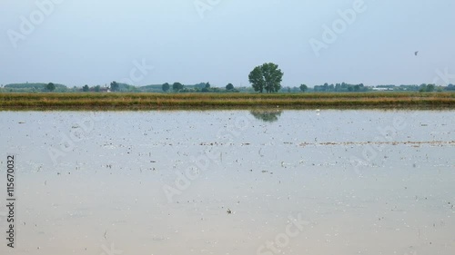 Rice field in Lomellina, Italy
