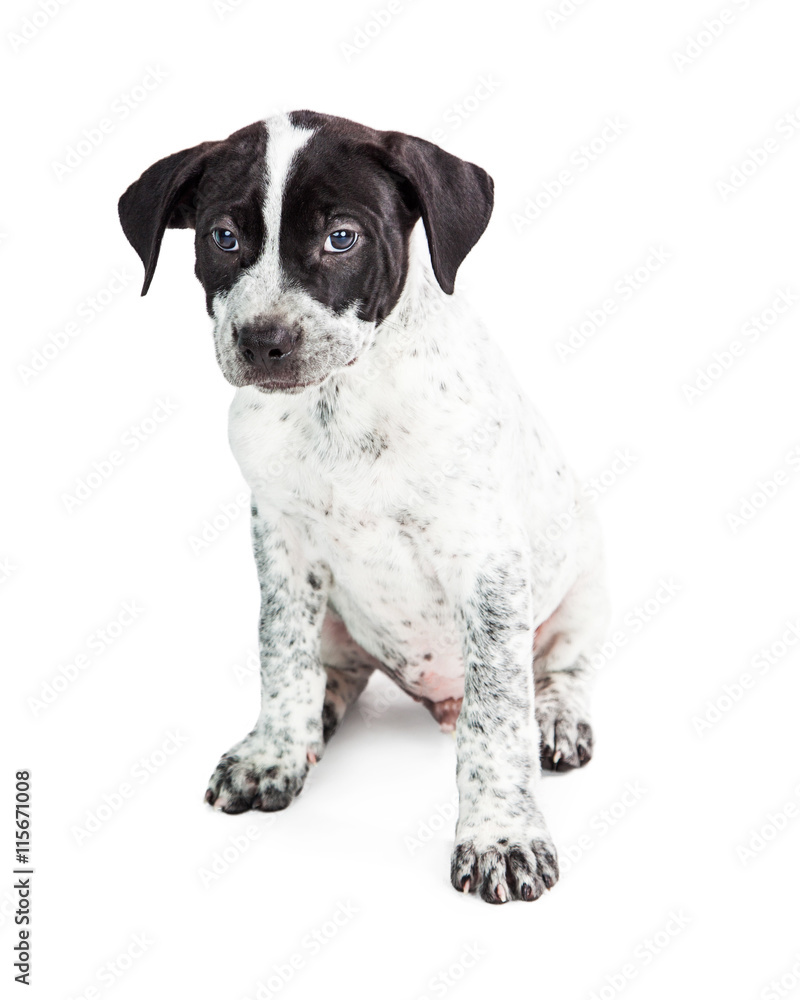 Border Collie Crossbreed Puppy Dog