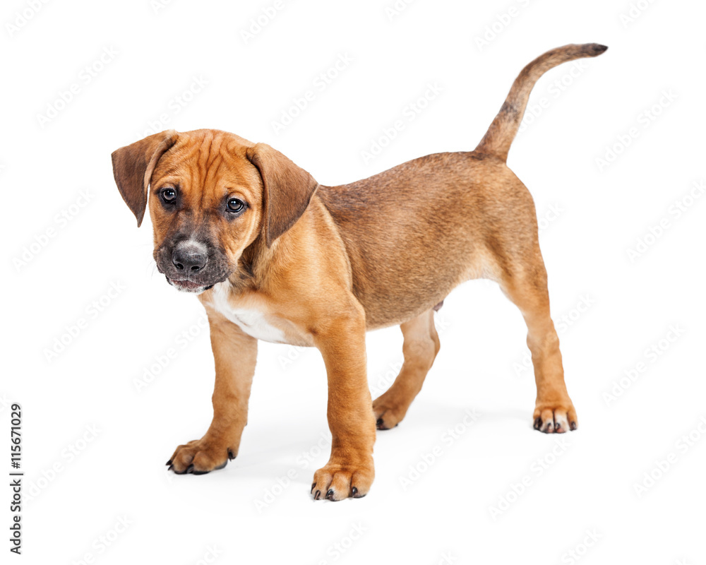 Brown Cute Puppy Standing Over White