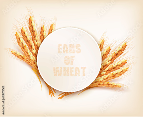 Ears of wheat. Vector illustration.