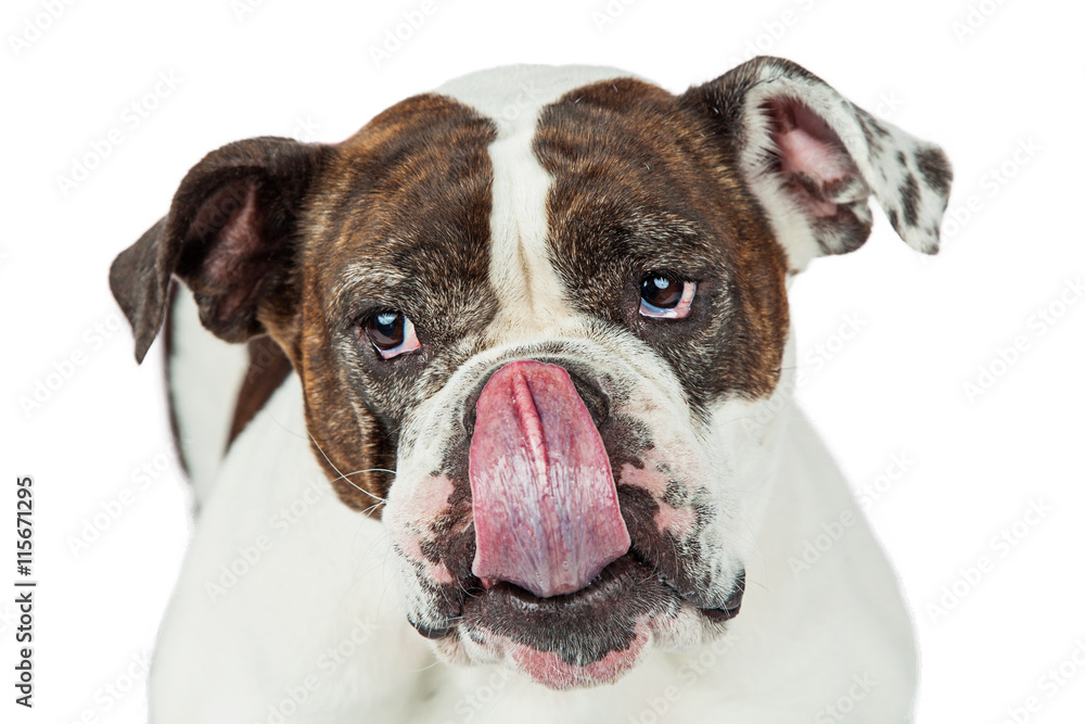 Funny Bulldog Licking Nose