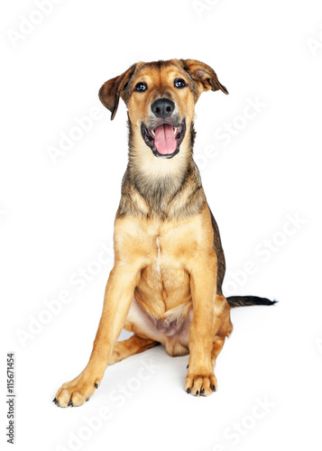 Fototapeta Naklejka Na Ścianę i Meble -  Happy Puppy Sitting Over White