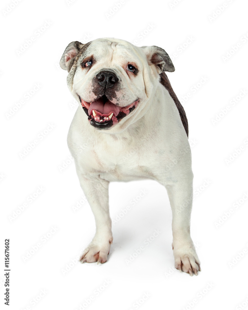 Old English Bulldog on White Old English Bulldog on White