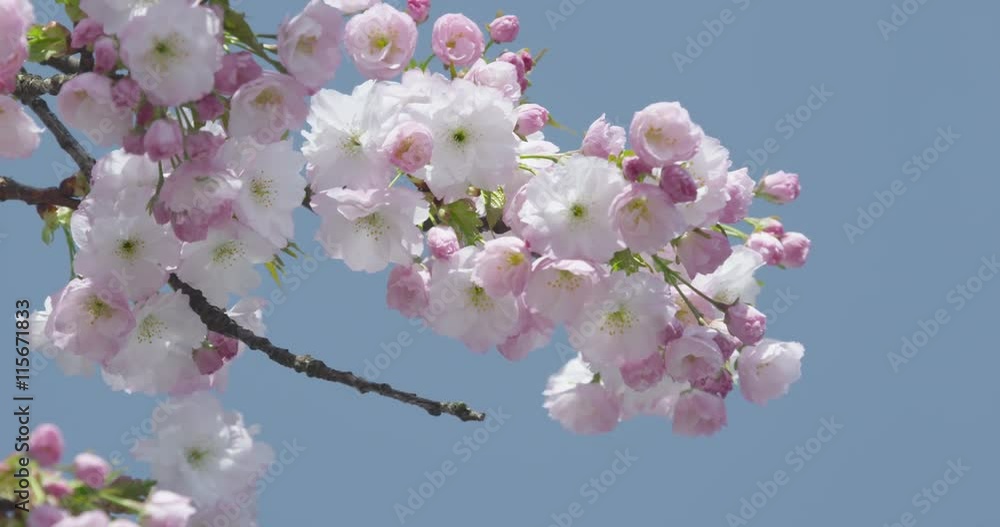 SLOW MOTION: Beautiful cherry tree in spring SLOW MOTION: Beautiful cherry tree in spring