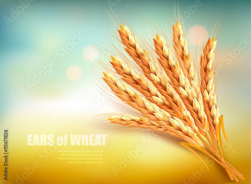 Ears of wheat. Vector illustration.