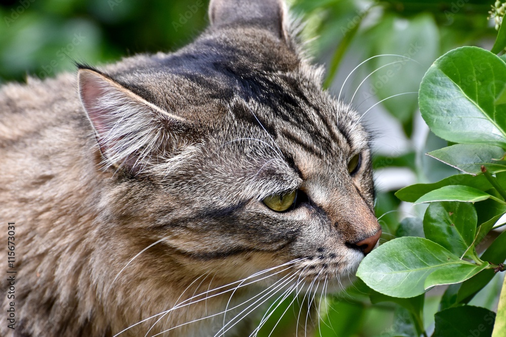 Gorgeous tabby cat Gorgeous tabby cat
