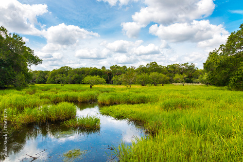 Florida wetland photo