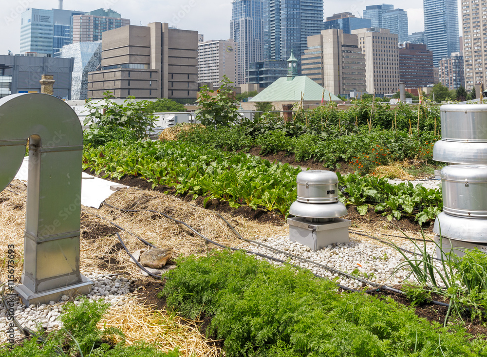 Obraz premium Urban Rooftop Farm