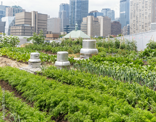 Urban Rooftop Farm