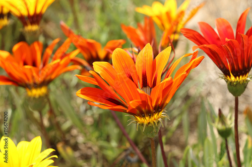 orange and yellow gazania flowers on a blurred background