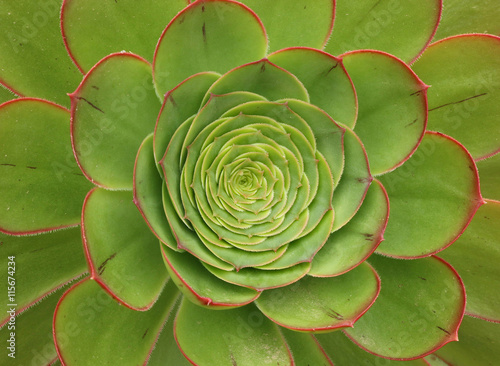 Kiwi Aeonium, a green and red succulent plant photo