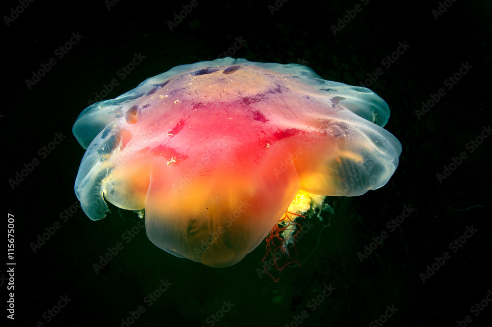 Obraz premium Cyanea jellyfish (also known as Lion Jelly) swims in the dark.