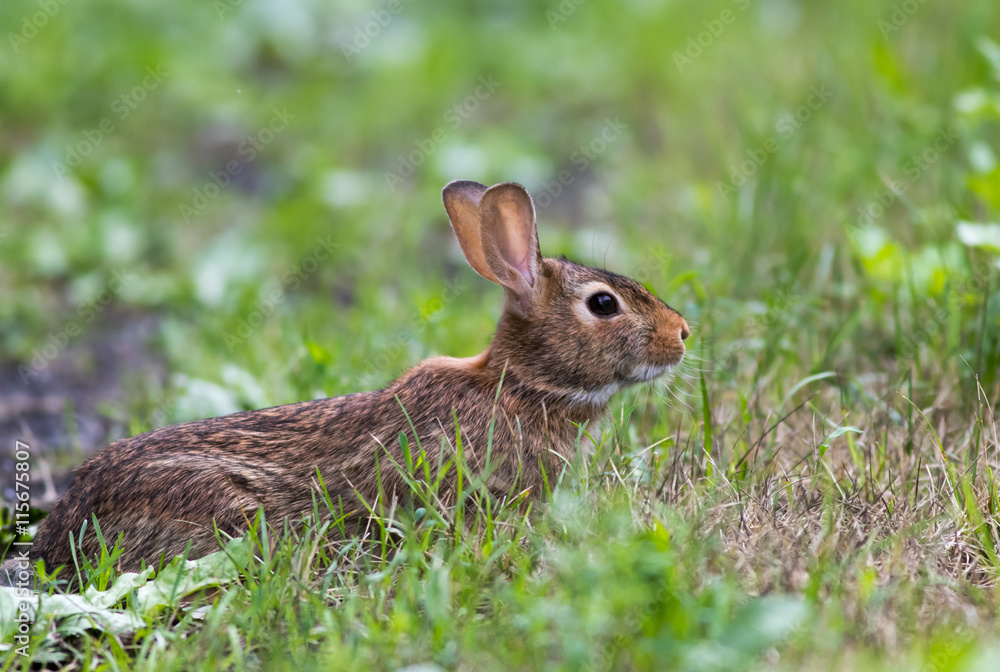 Fototapeta premium Adorable Eastern Cottontail (Sylvilagus Floridanus) rabbit, a member of the Leporidae family, is in a defensive stance among green grasses at Wallkill National Wildlife Refuge, New Jersey