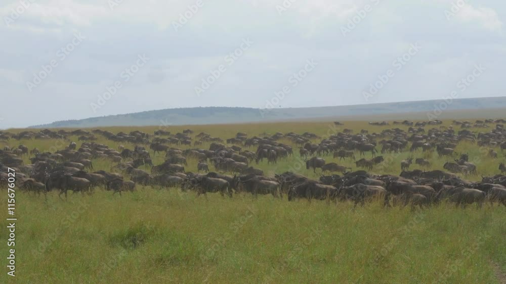 Huge herd of wildebeest in Africa Huge herd of wildebeest in Africa