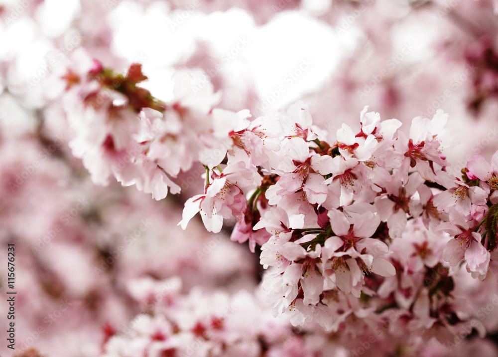 Pink cherry blossoms in garden outdoors close up Pink cherry blossoms in garden outdoors close up