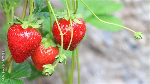 fresh red strawberry on bush

