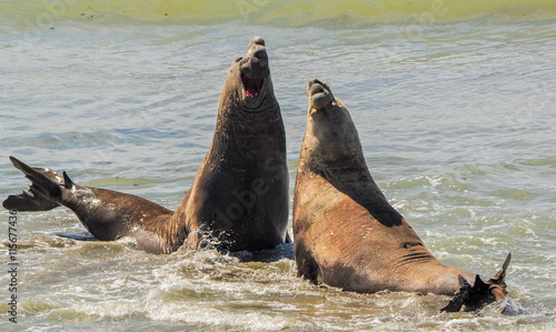 Two elephant seals in a fight over a female.