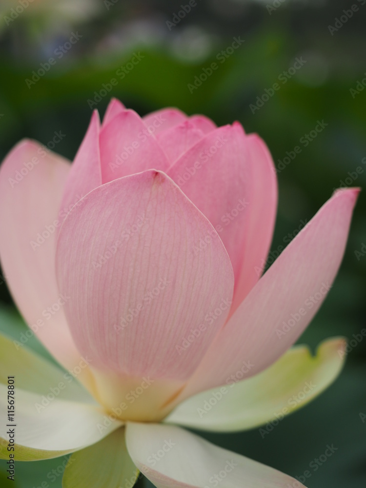 Lotus Lotus