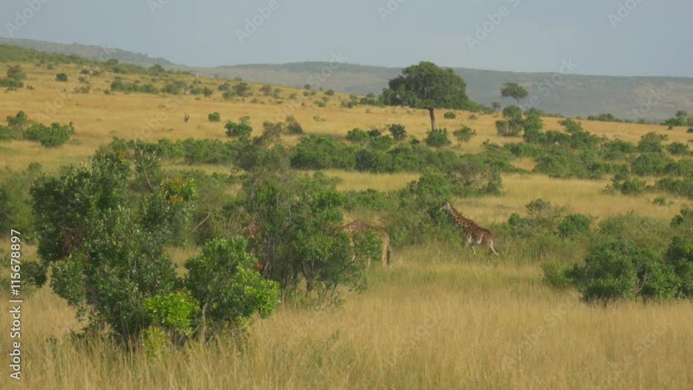 AERIAL: Giraffes in sunny African safari AERIAL: Giraffes in sunny African safari