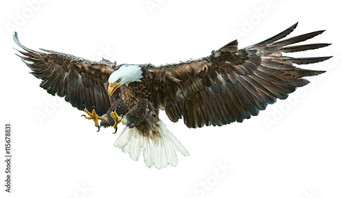 Bald eagle bird winged flying swoop hand draw and paint on white background vector illustration.