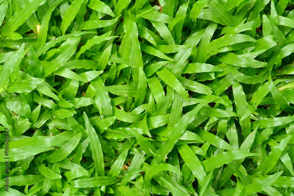 Green grass texture,Green football field grass . Green grass texture from a field .
Green grass texture,Green football field grass . Green grass texture from a field .