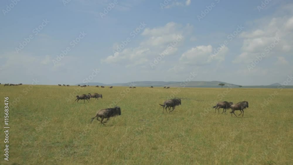 AERIAL: Wildebeest running in Africa AERIAL: Wildebeest running in Africa