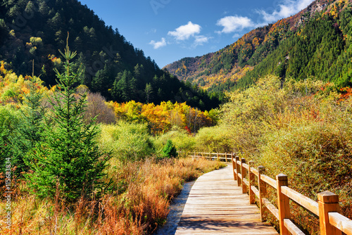 Wooden boardwalk across colorful fall woods. Forest landscape
