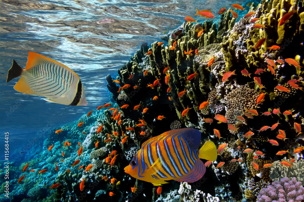 Fototapeta premium Coral reef with fire coral and exotic fishes at the bottom of co