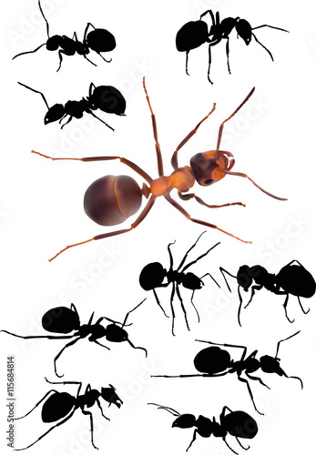 ten ants isolated on white