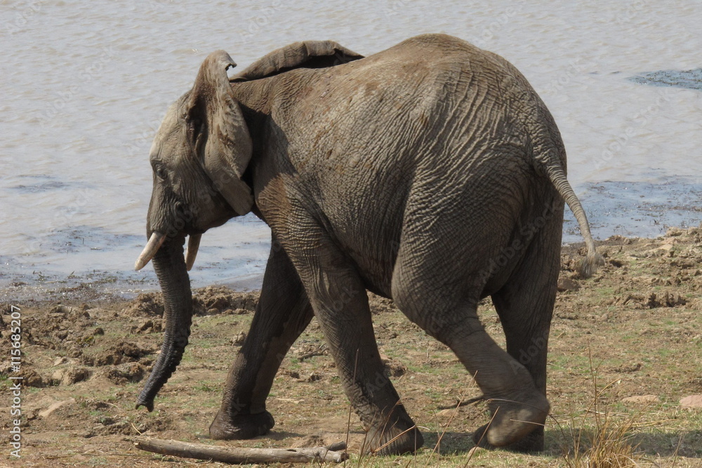 Fototapeta premium African bush elephant, Loxodonta africana