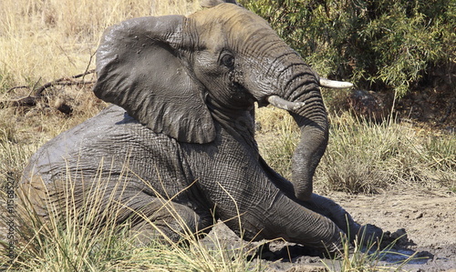 Obraz na plátně African bush elephant, Loxodonta africana