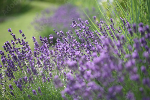 flora