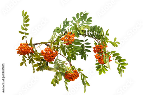 Canvas Print with bunches of rowan branch isolated