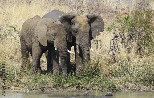 Togetherness. African bush elephant  Loxodonta africana at Pilan