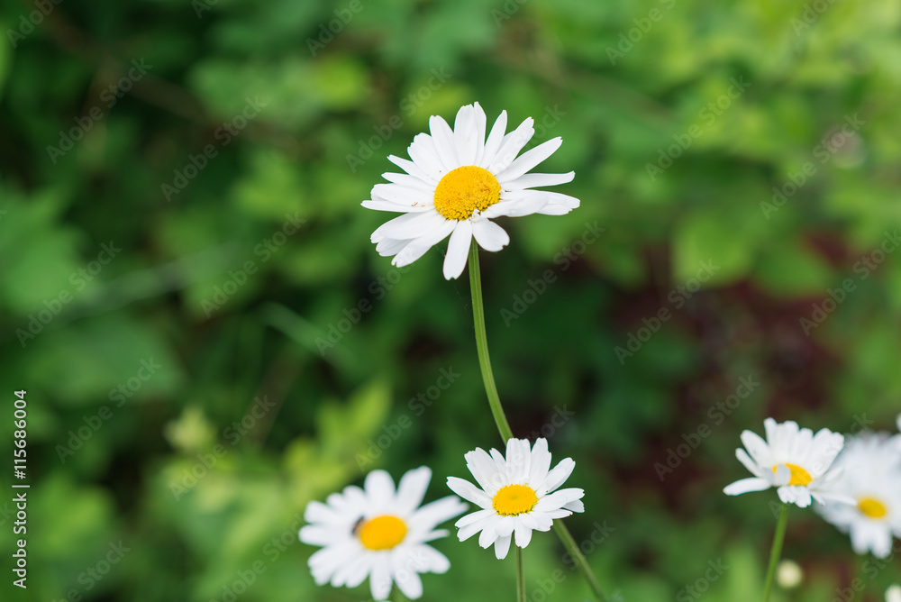 Fototapeta premium close up of beauty camomiles