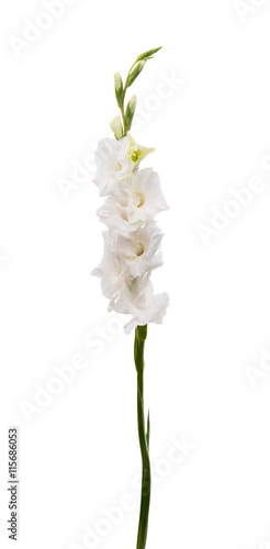 Fototapeta Naklejka Na Ścianę i Meble -  gladiolus flower isolated