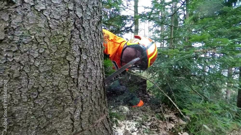 A forest man is holding a big chainsaw in his hands and he is slicing through wood on a big spruce. Close-up shot.
A forest man is holding a big chainsaw in his hands and he is slicing through wood on a big spruce. Close-up shot.