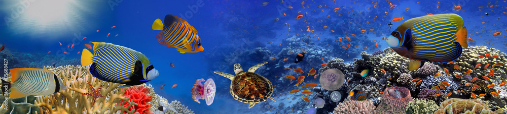 Fototapeta Podwodna panorama z żółwiem