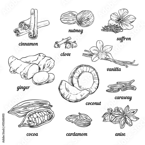 Spices and herbs for baking and cooking. Vintage sketch spices illustrations