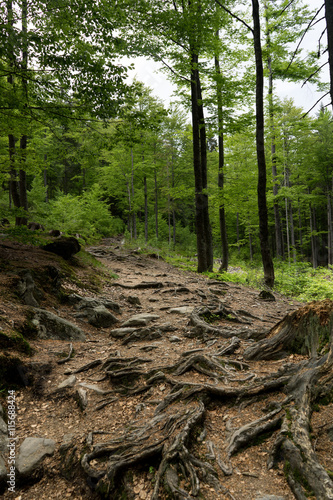 Bayerischer Wald