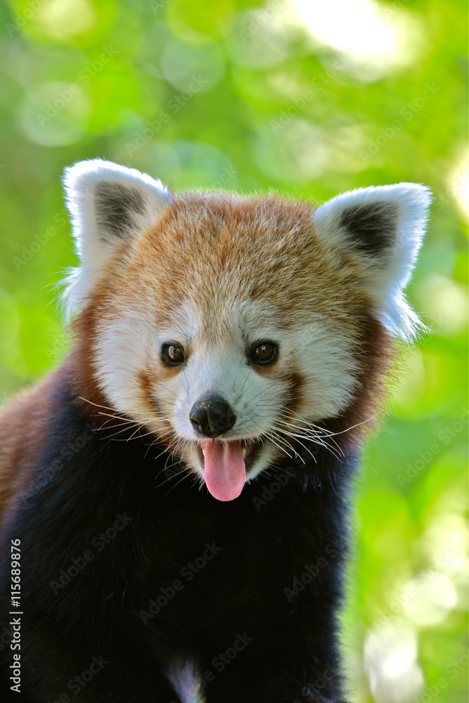 Fototapeta premium Panda roux, Ailurus fulgens