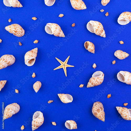 Colorful pattern of large and small seashells and starfish on a blue background